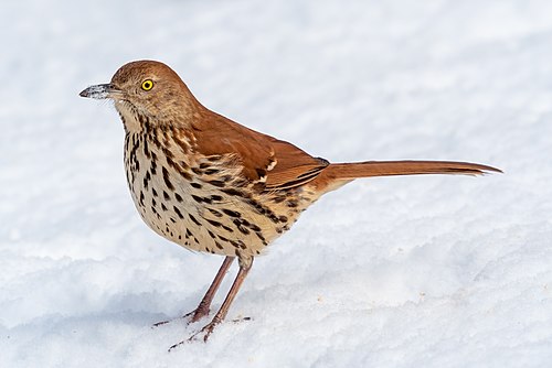 brown thrasher